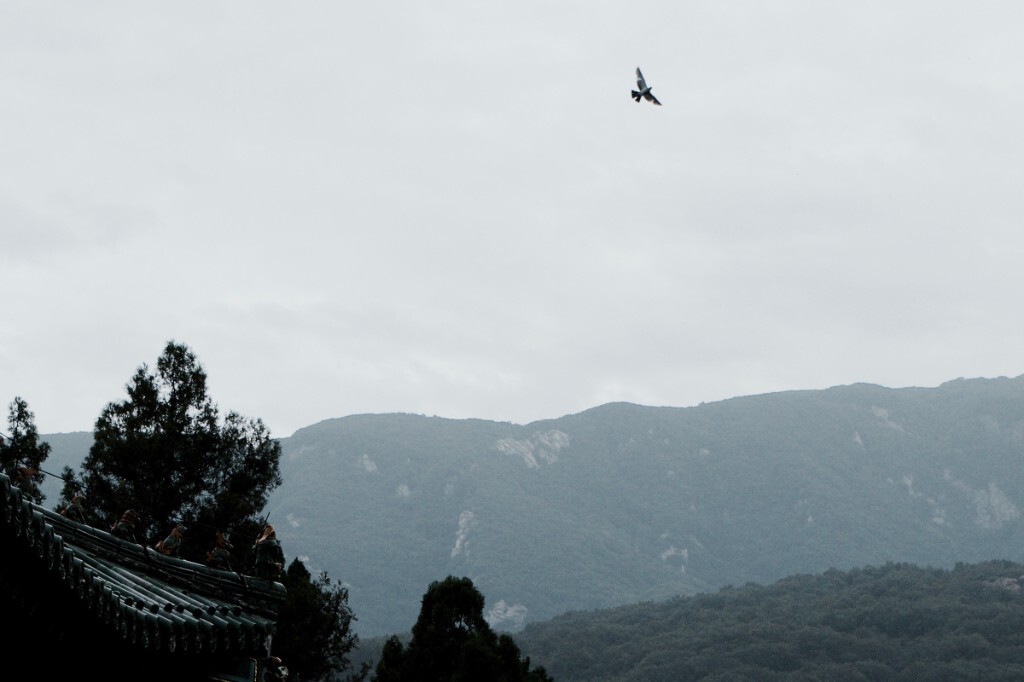 飞鸟