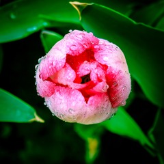 150214-150214_Flowers_030