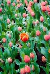 150214-150214_Flowers_021