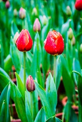 150214-150214_Flowers_020-2