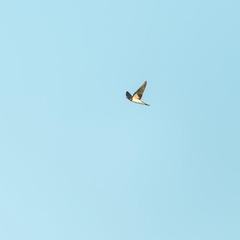 1109531