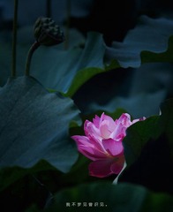 IMG_2775.jpg