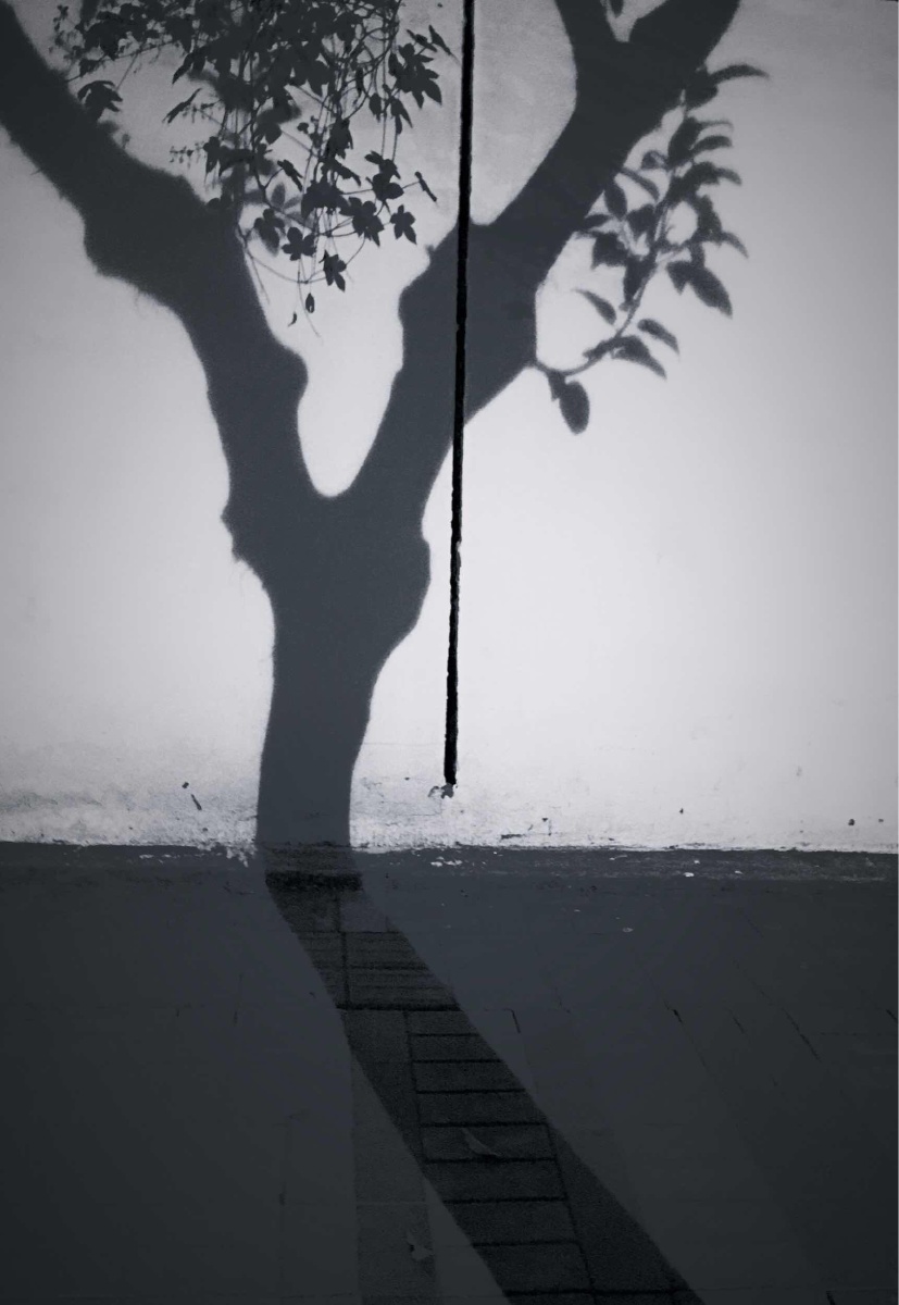 夜间树影(夜间散步突然灵感)