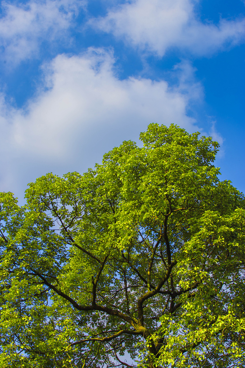 一棵树的色彩 - 摄影师龙龙 - 图虫