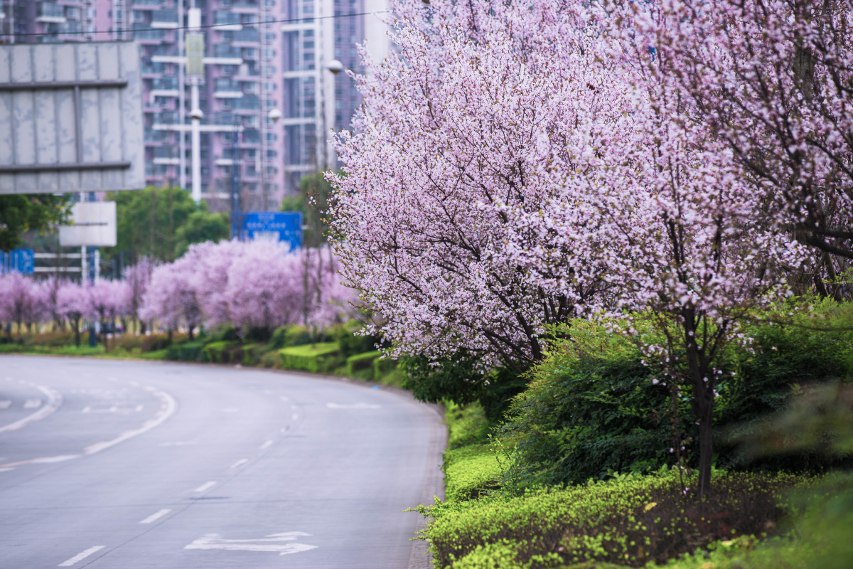 属于锦江大道的紫叶李