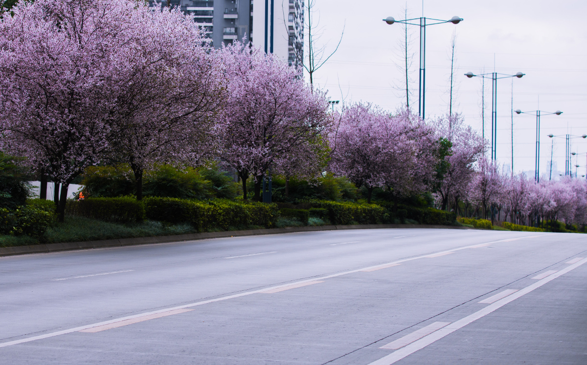 属于锦江大道的紫叶李