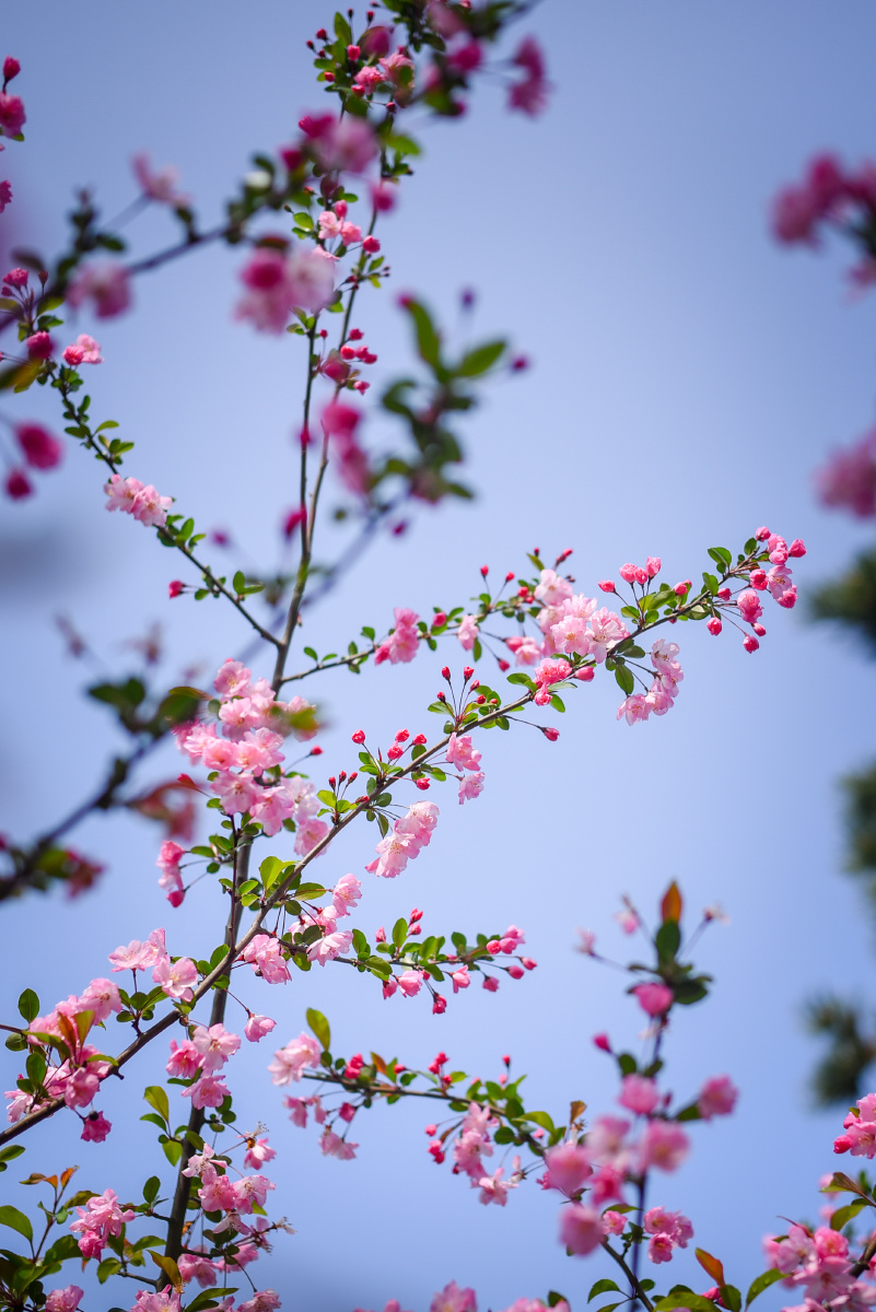 阳春三月花开似锦
