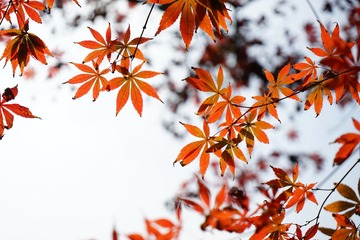 DSC00539_