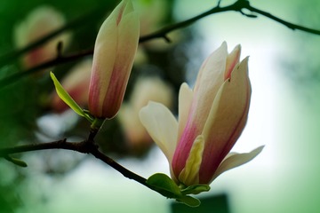 DSC01095_
