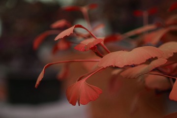 DSC01239_