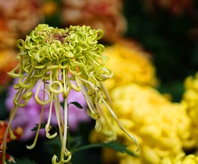 DSC02462_