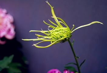 DSC02502_