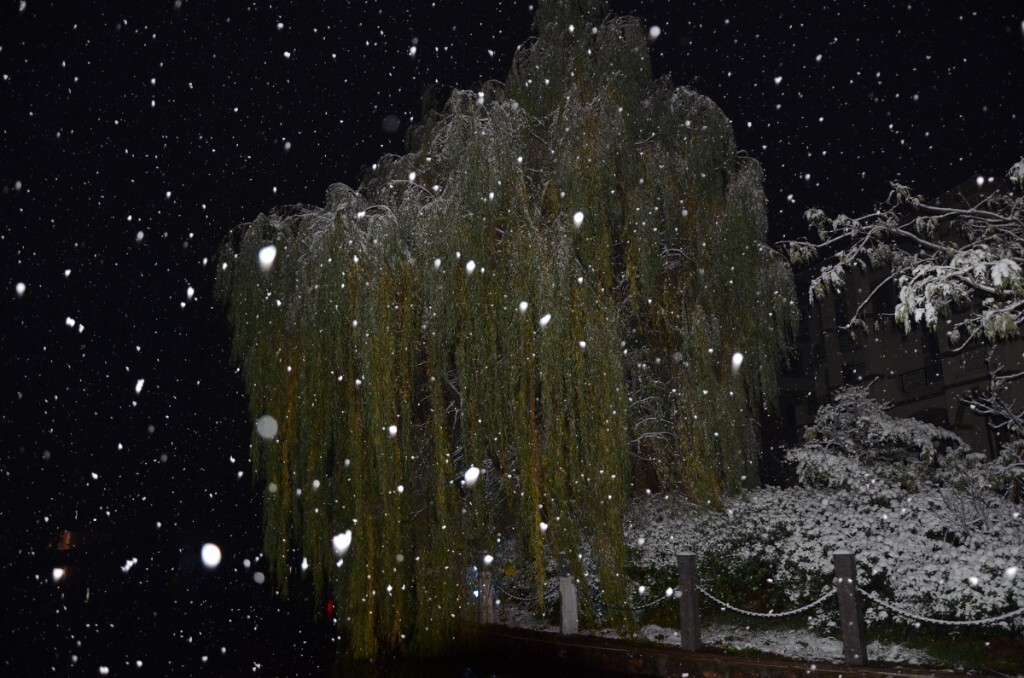 雪柳