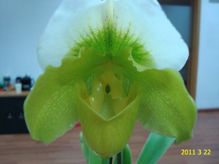 DSC00450.JPG