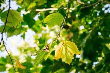 _DSC7575