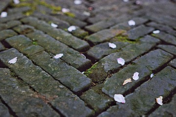 _DSC0432-01