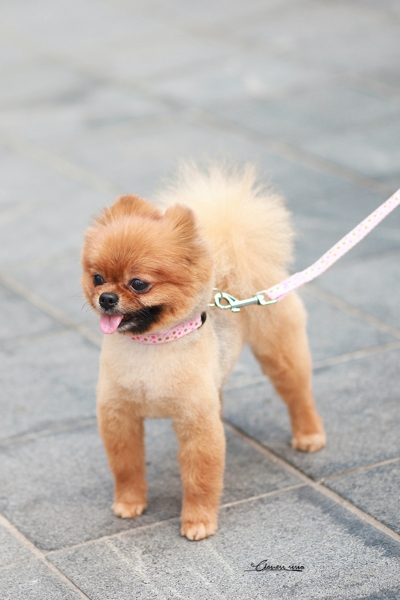 黄色博美太可爱