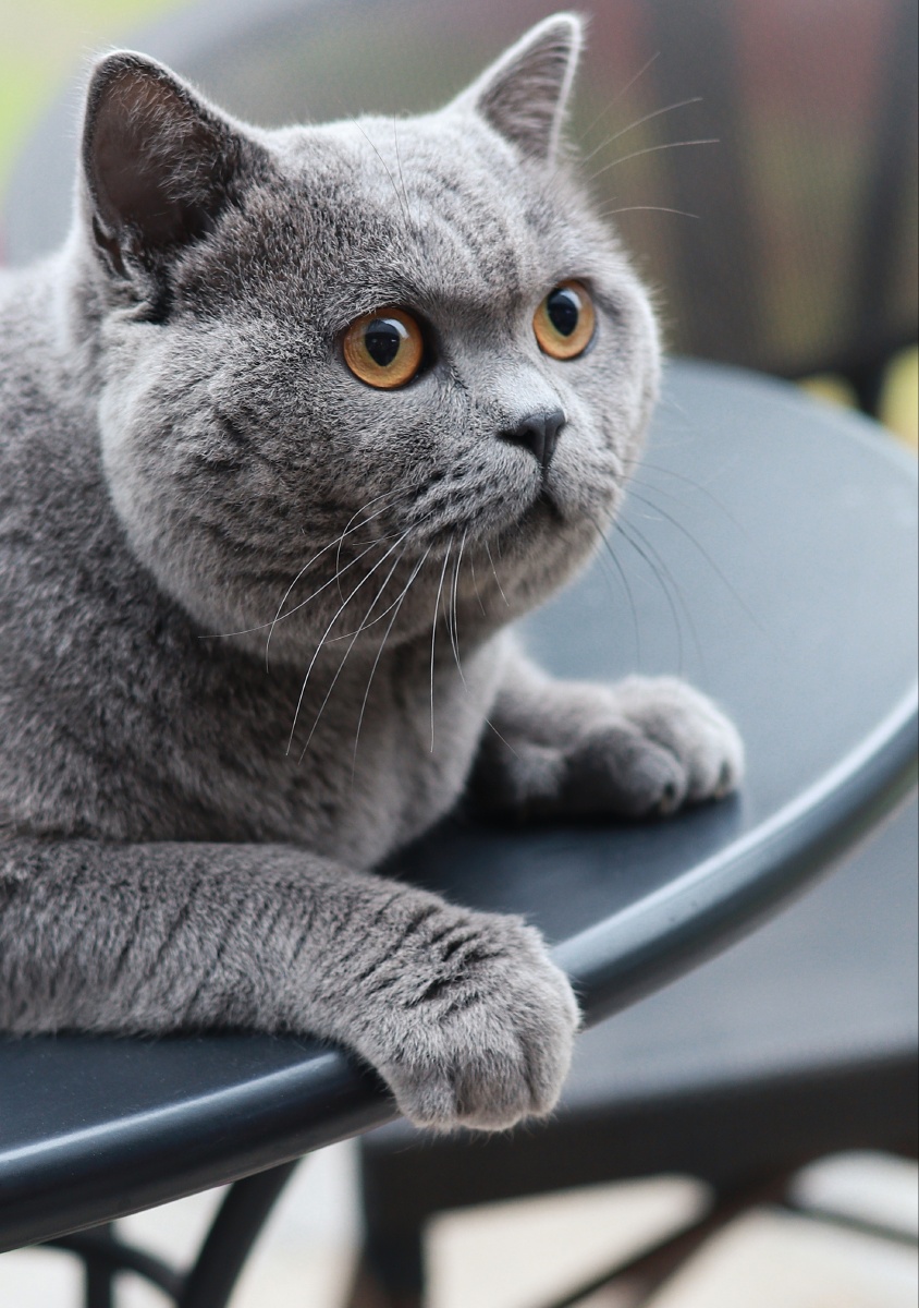 可爱的猫咪