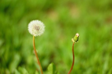 IMG_1586.JPG