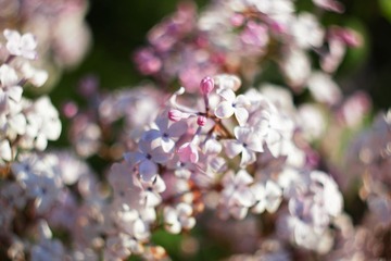 IMG_1491.JPG