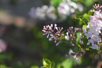 IMG_1503.JPG