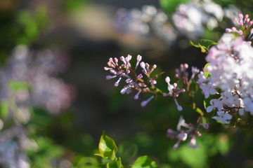 IMG_1505.JPG