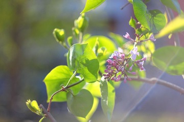 IMG_1523.JPG