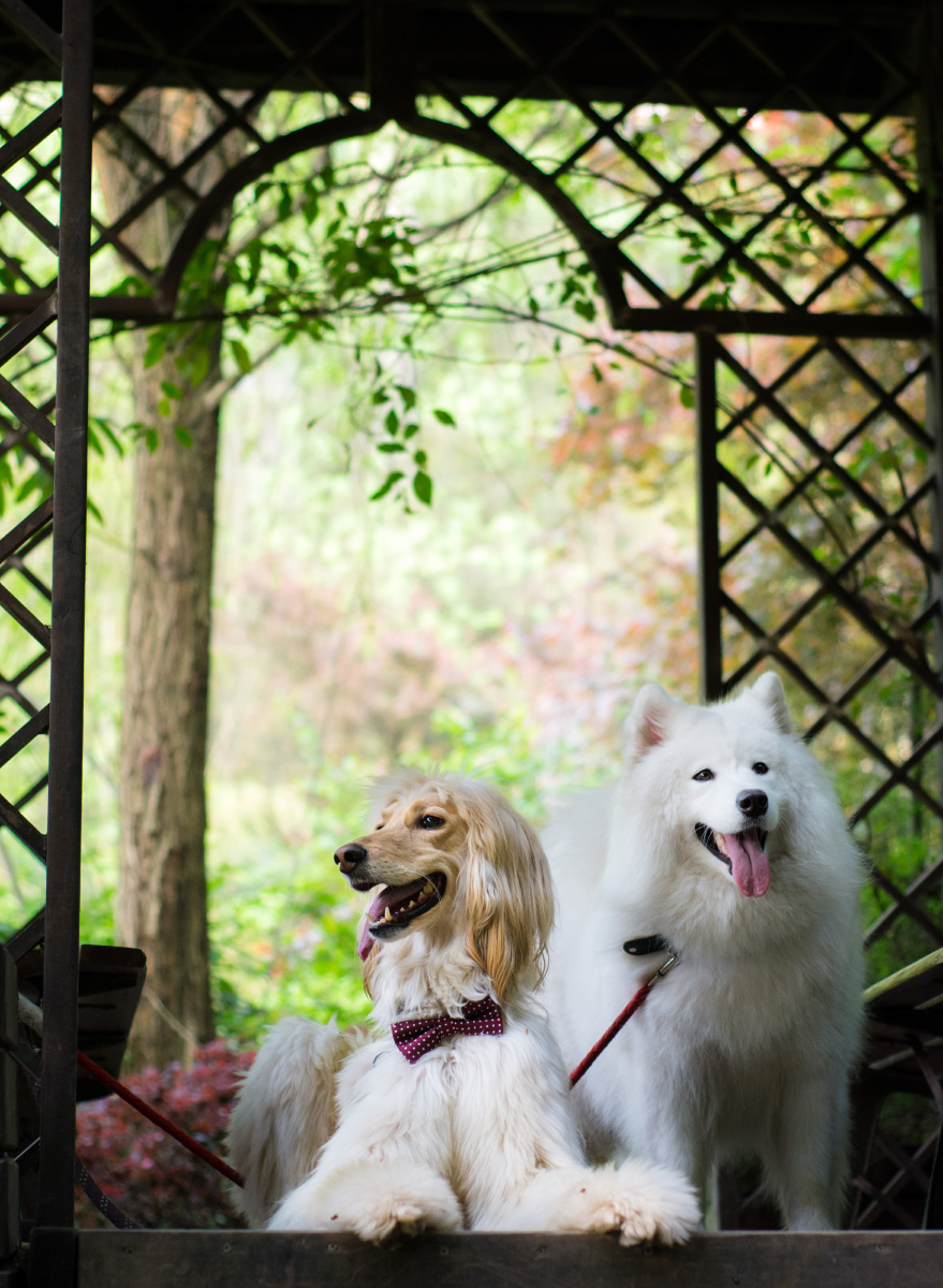 不同画风 - 重庆, 动物, 尼康 - 大大宝 - 图虫摄影