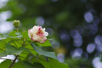 _IGP3884