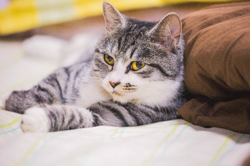 W12A7243-2