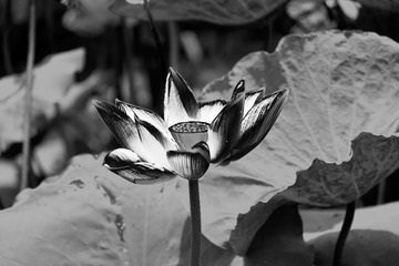 _DSF2825 as Smart Object-1