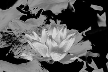 _DSF2827 as Smart Object