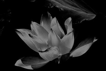 _DSF2836 as Smart Object-1