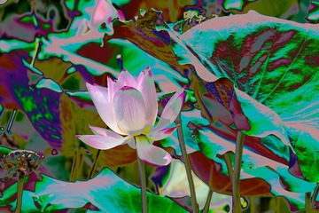 _DSF2852 as Smart Object-1