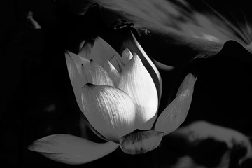 _DSF2874 as Smart Object-1