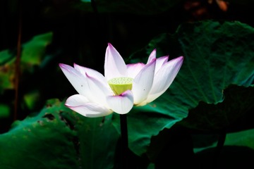 _DSF2825 as Smart Object-1