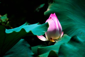 _DSF2835 as Smart Object-1