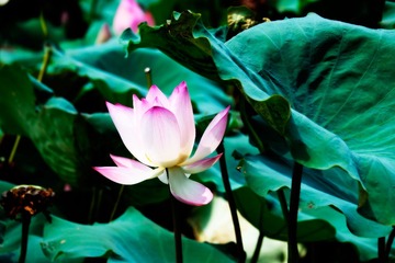 _DSF2852 as Smart Object-1