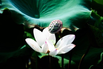 _DSF2859 as Smart Object-1
