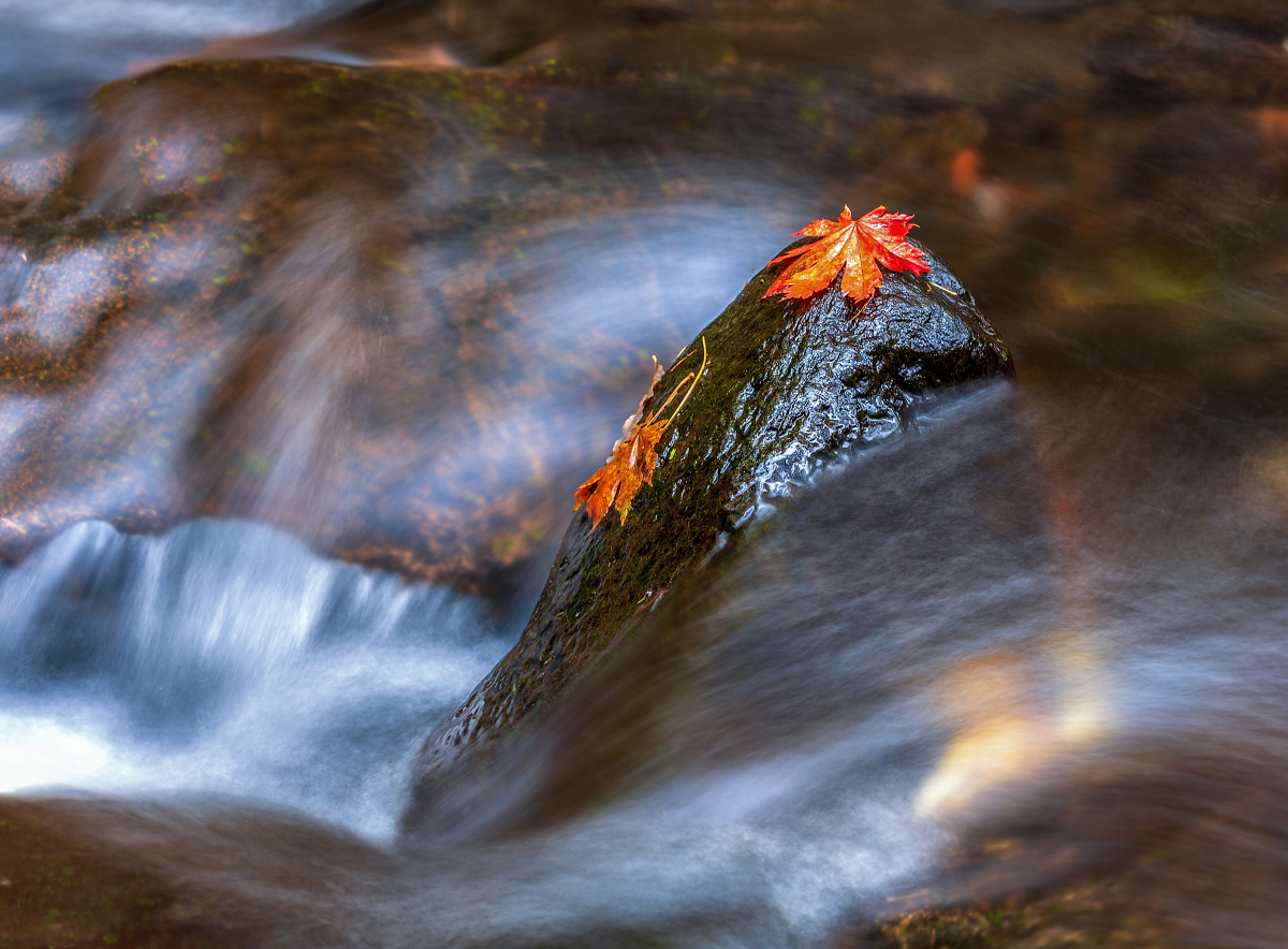 红叶流水不相随
