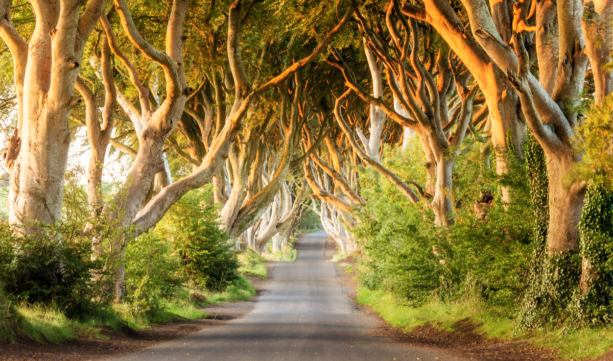 晨光中的黑暗树篱