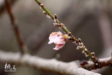 IMG_2594副本.jpg
