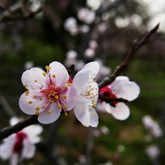 264D76FD-3083-44A8-B1DC-3EF805F24D63/L0/001