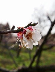 B94DCED0-D1BB-4411-AEDA-6CB720FD08EF/L0/001