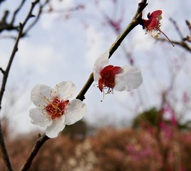 657A2441-6278-40BE-995F-55DECB057000/L0/001