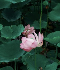 36B91895-D07E-47F1-87AC-2CB0C59CE167/L0/001