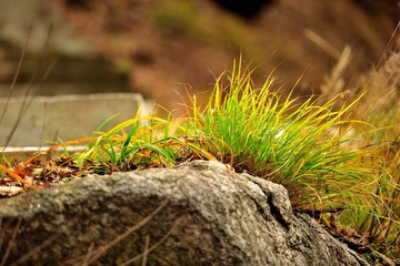 DSC_7284.jpg