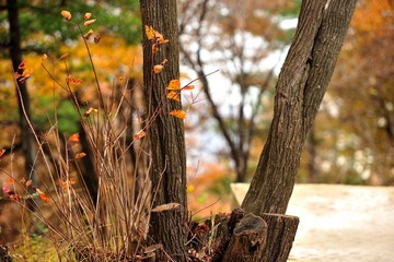 DSC_7282.jpg