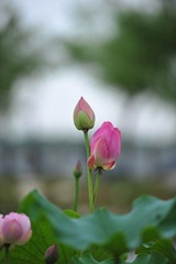 DSC_3383.JPG