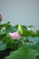 DSC_3386.JPG